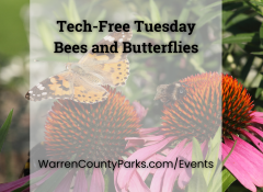 a butterfly and a bee on purple coneflowers